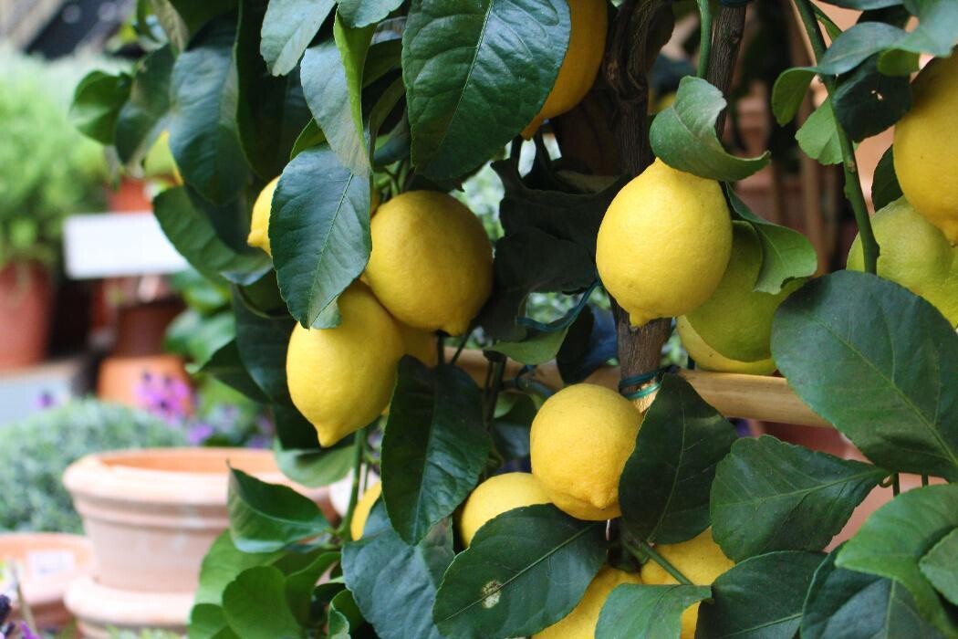 Foto's Intratuin Malden