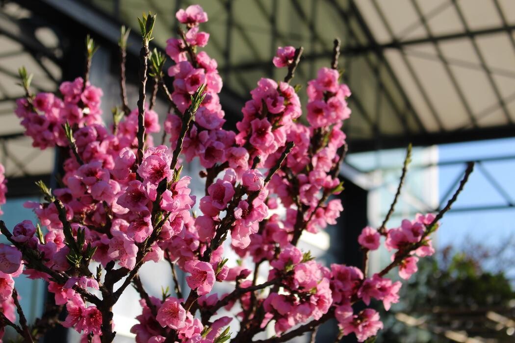 Foto's Intratuin Malden