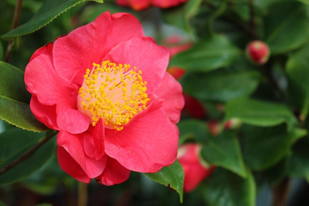 Foto's Intratuin Malden