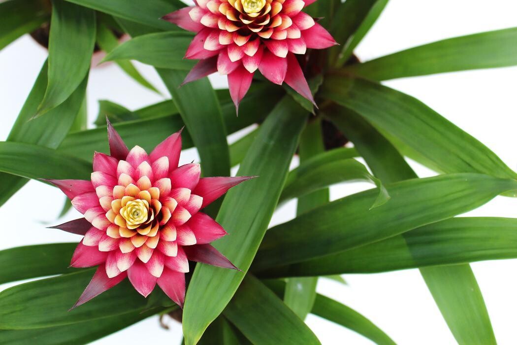 Foto's Intratuin Malden