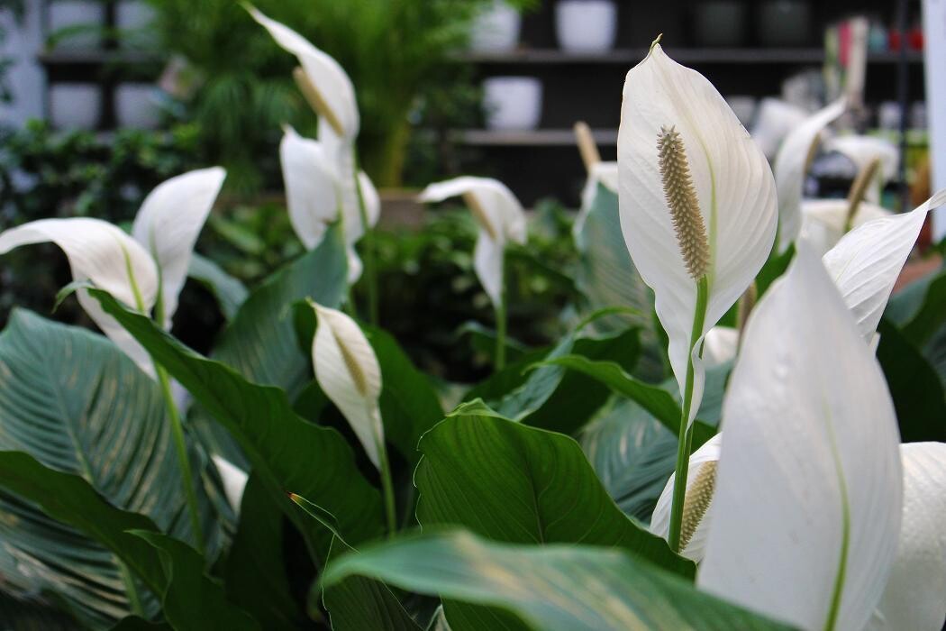 Foto's Intratuin Malden