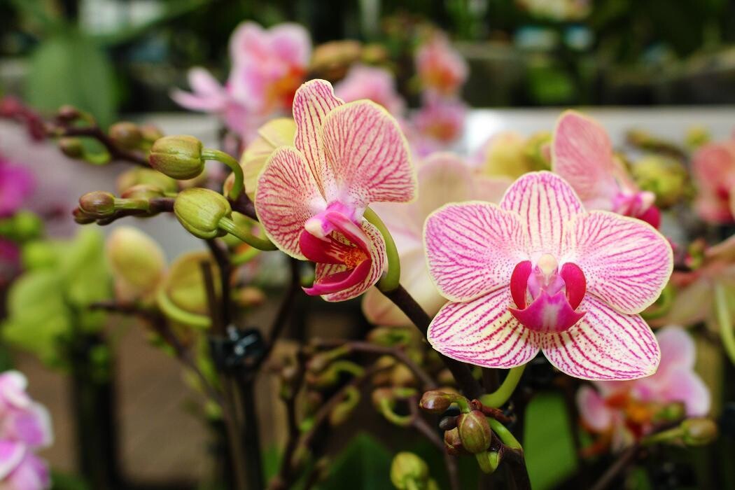 Foto's Intratuin Malden