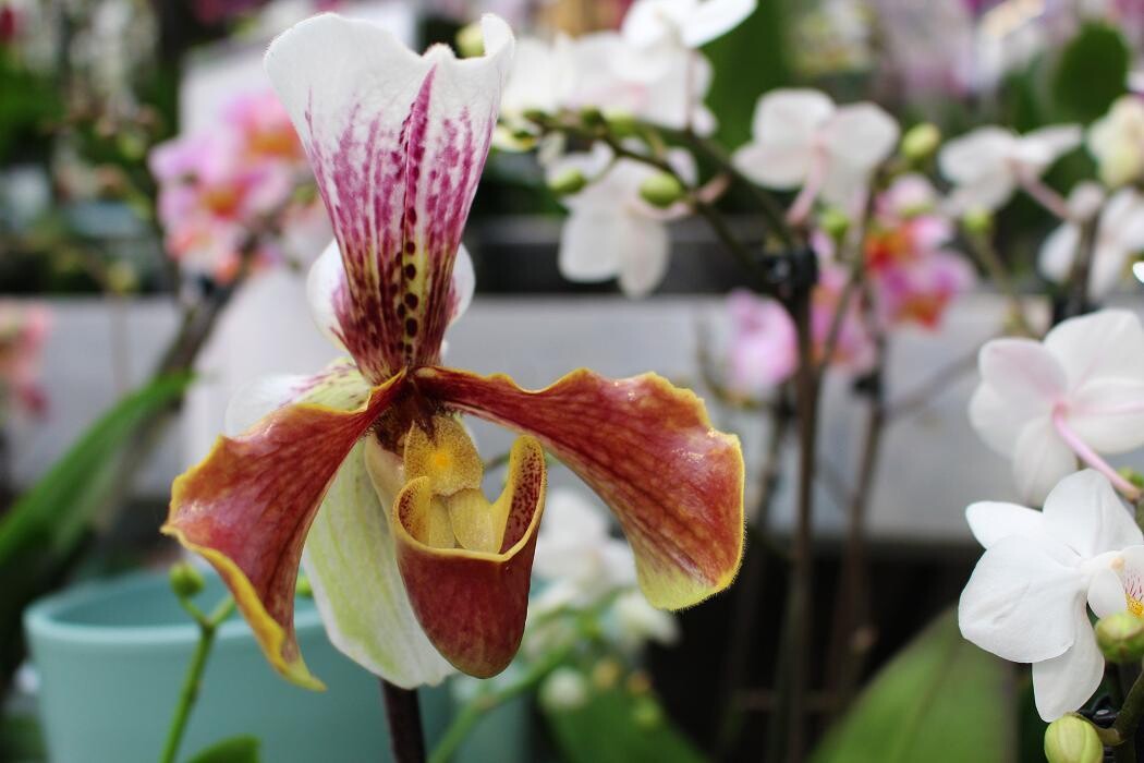 Foto's Intratuin Malden