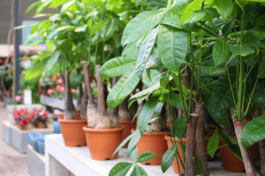 Foto's Intratuin Malden