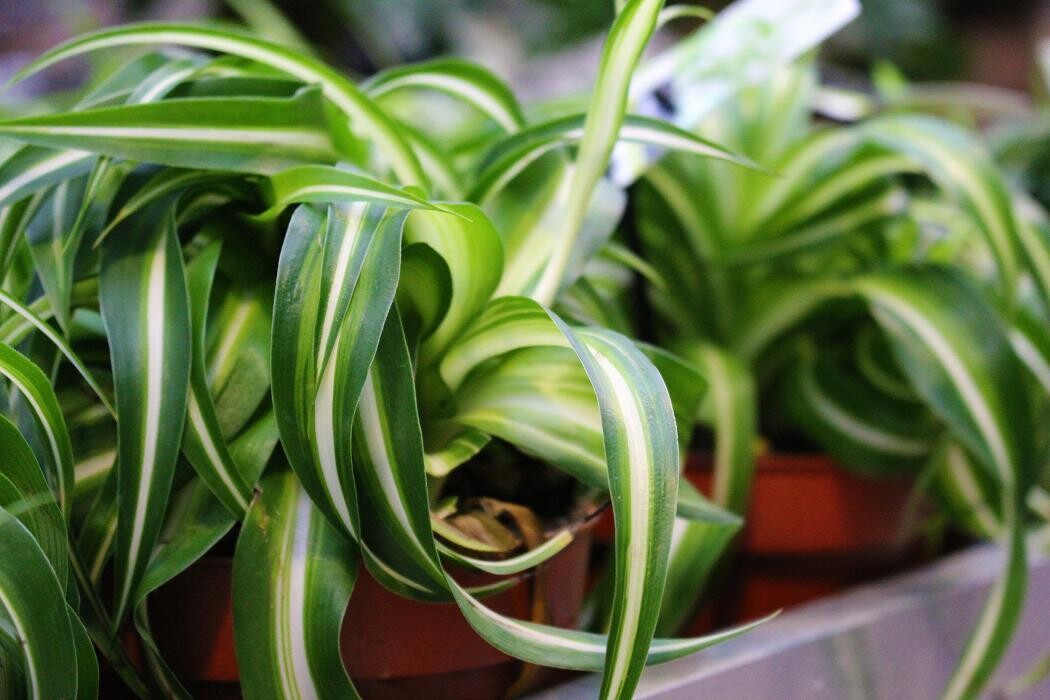 Foto's Intratuin Malden