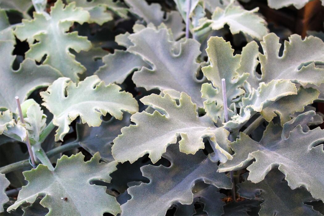 Foto's Intratuin Malden