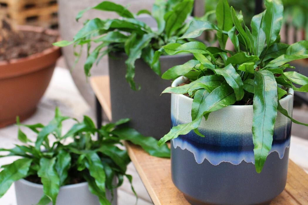 Foto's Intratuin Malden