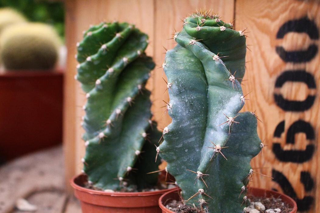 Foto's Intratuin Malden