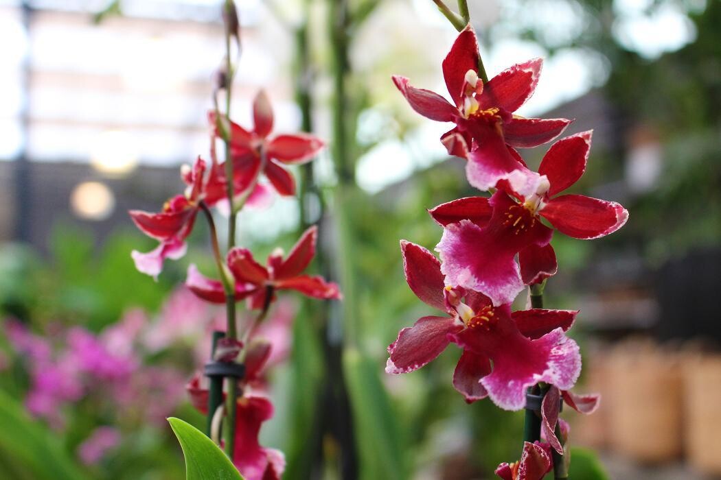 Foto's Intratuin Malden