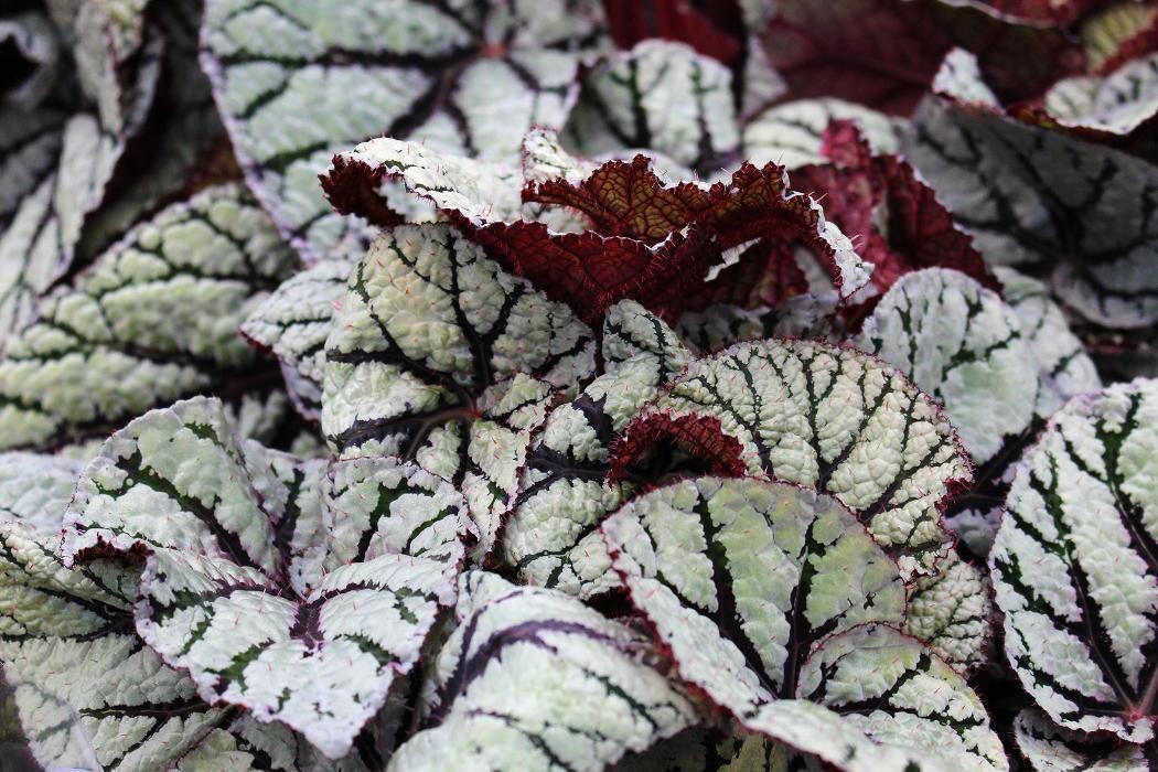 Foto's Intratuin Malden