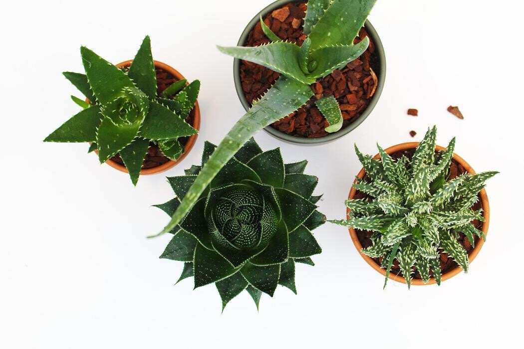 Foto's Intratuin Malden