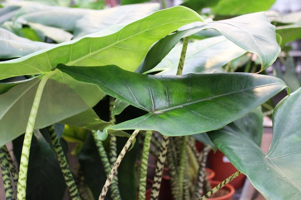 Foto's Intratuin Malden