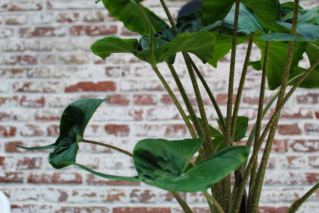 Foto's Intratuin Malden