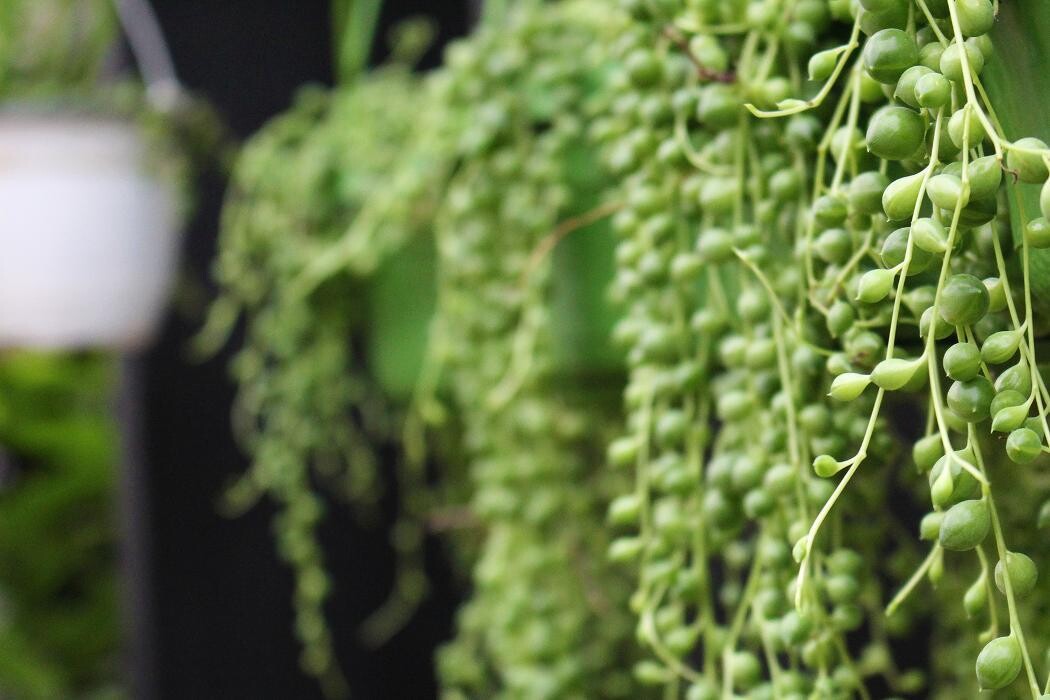 Foto's Intratuin Malden