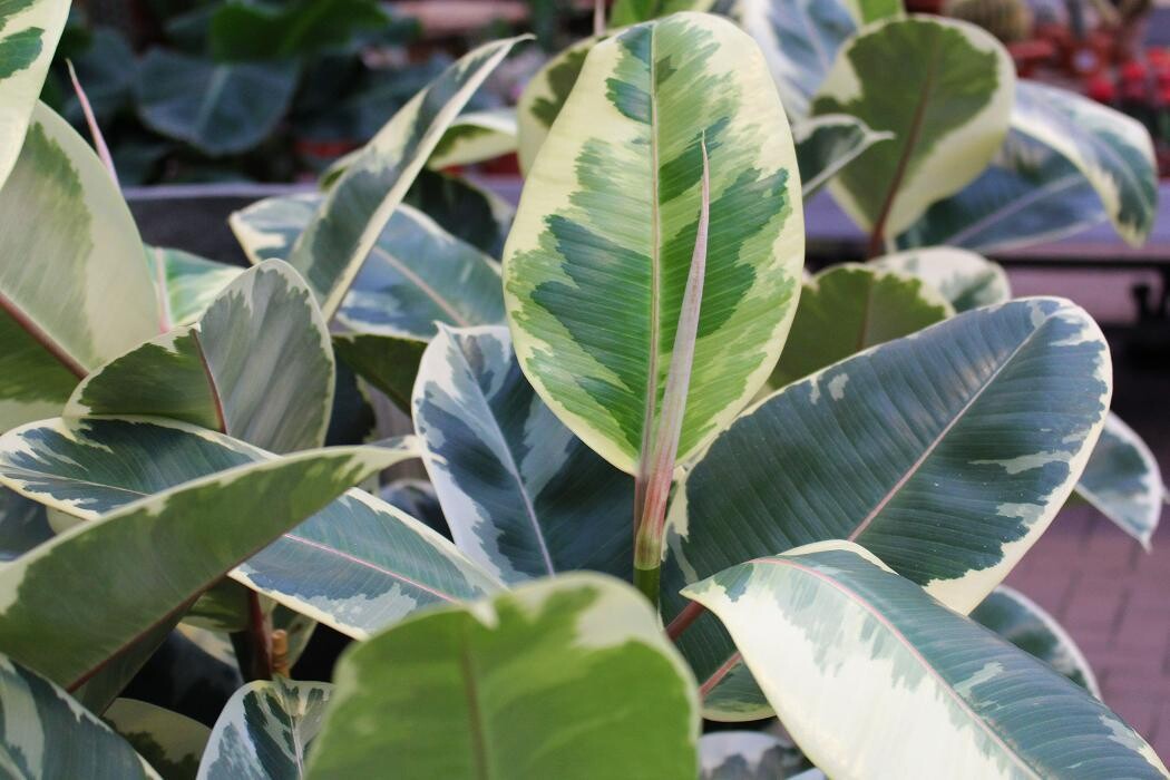 Foto's Intratuin Malden