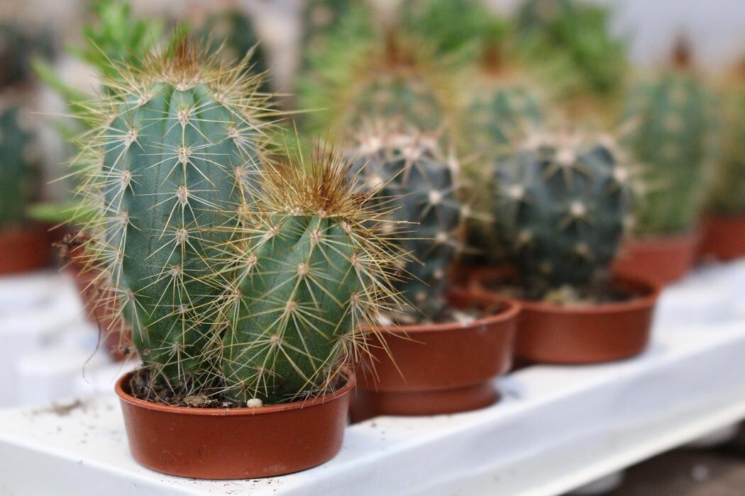 Foto's Intratuin Malden