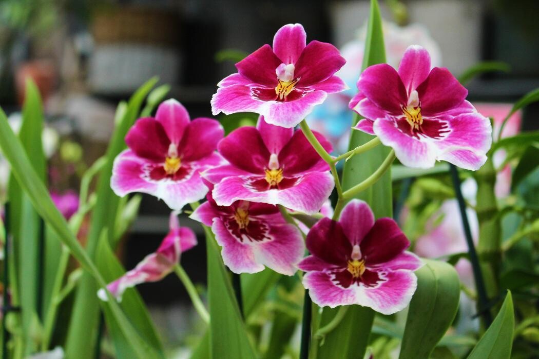 Foto's Intratuin Malden