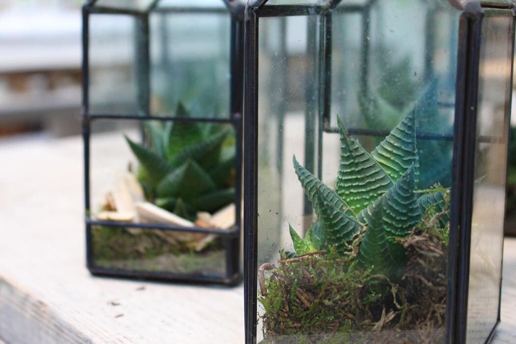 Foto's Intratuin Malden