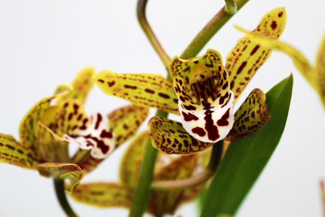 Foto's Intratuin Malden