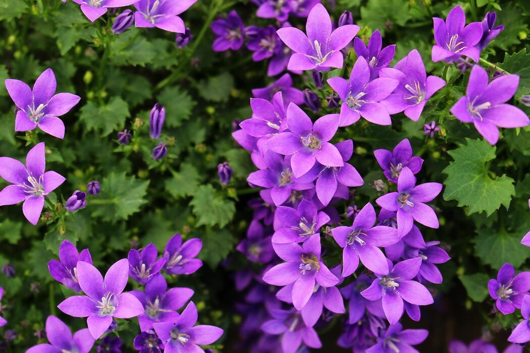 Foto's Intratuin Malden