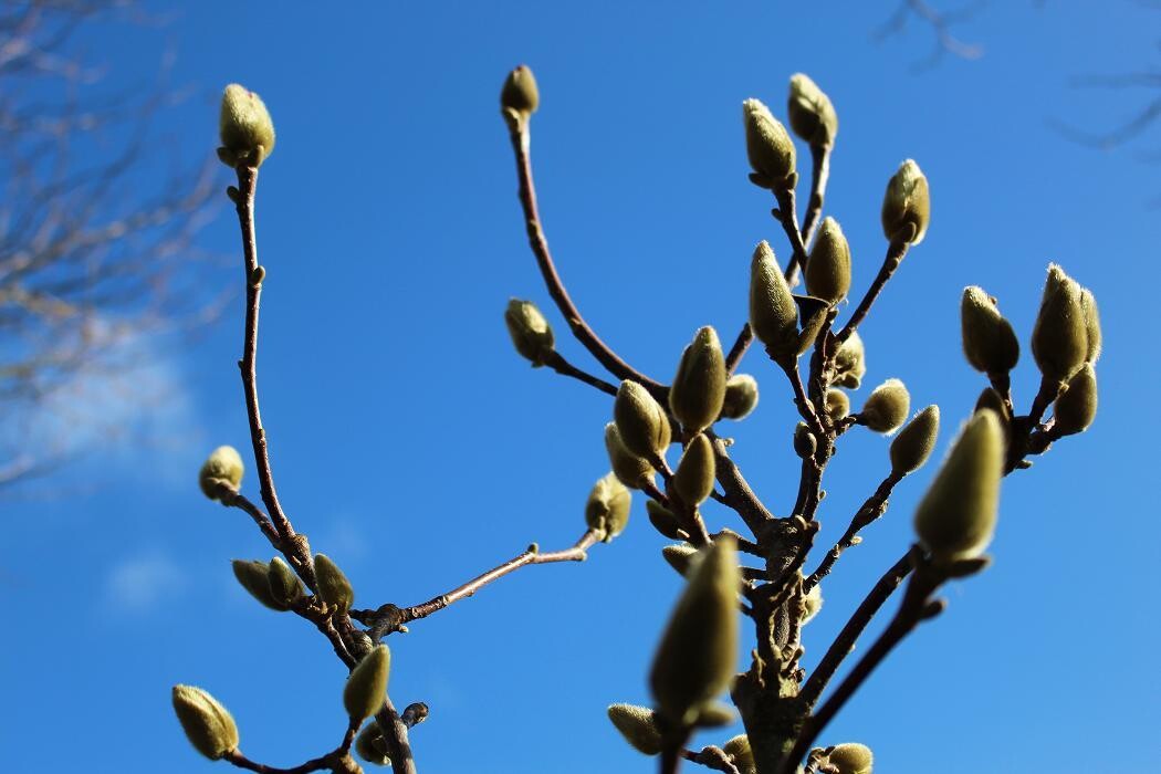 Foto's Intratuin Malden