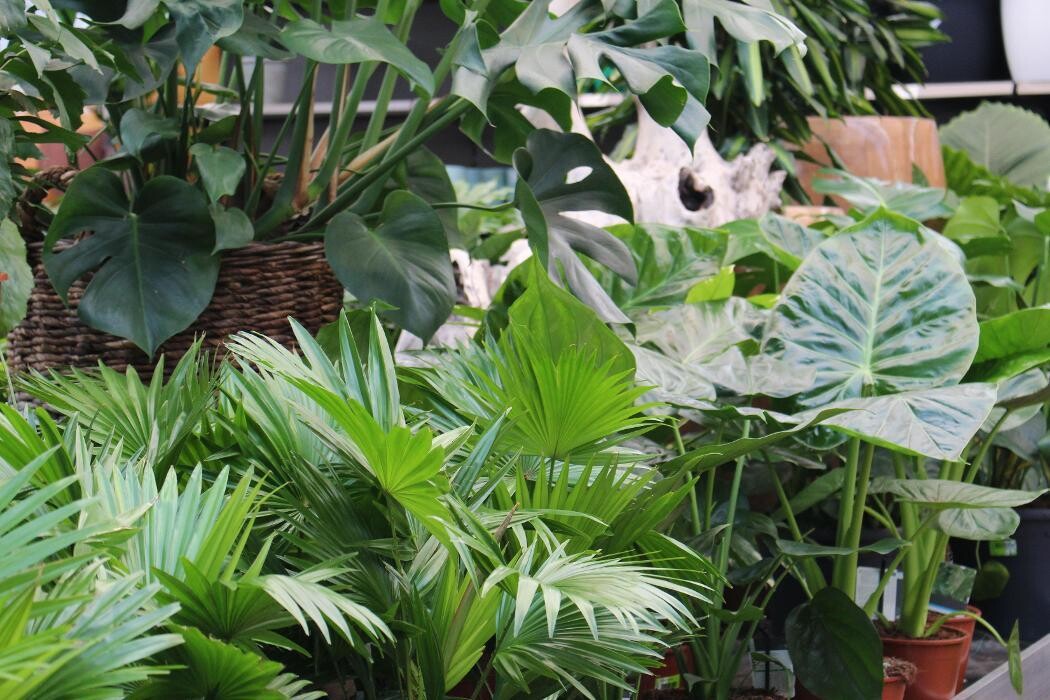 Foto's Intratuin Malden