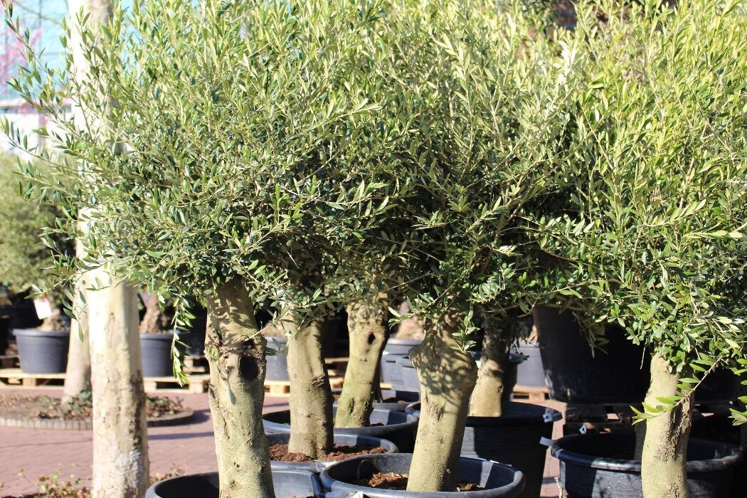 Foto's Intratuin Malden