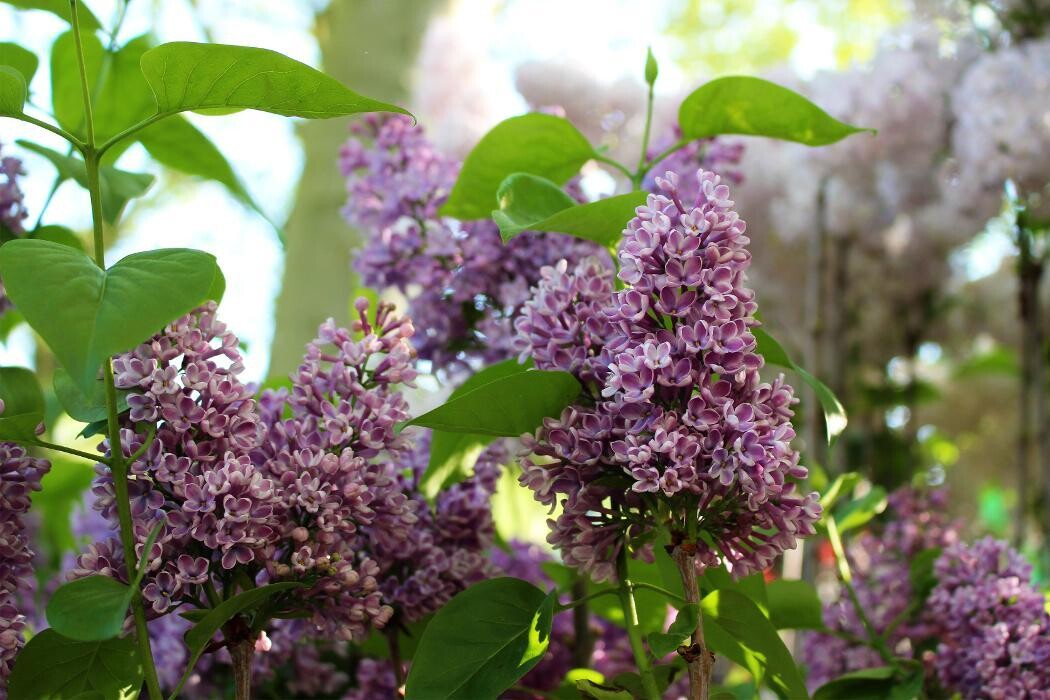 Foto's Intratuin Malden