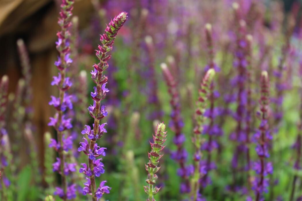 Foto's Intratuin Malden