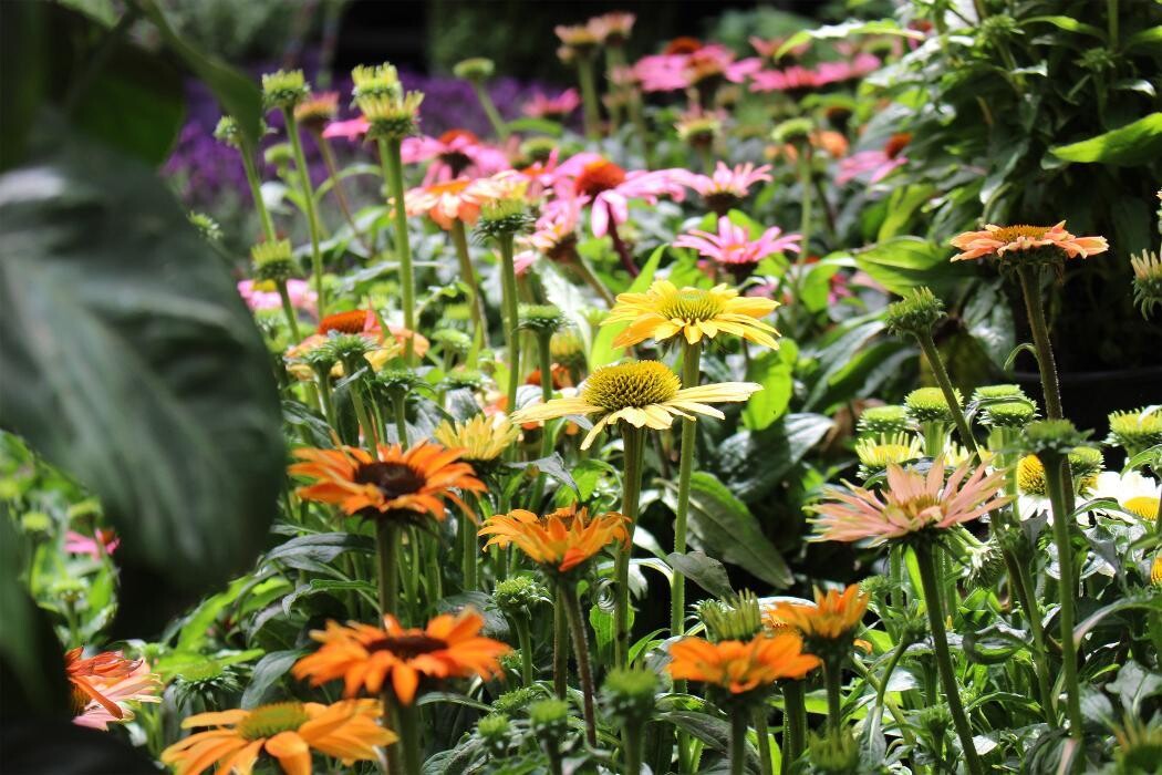 Foto's Intratuin Malden