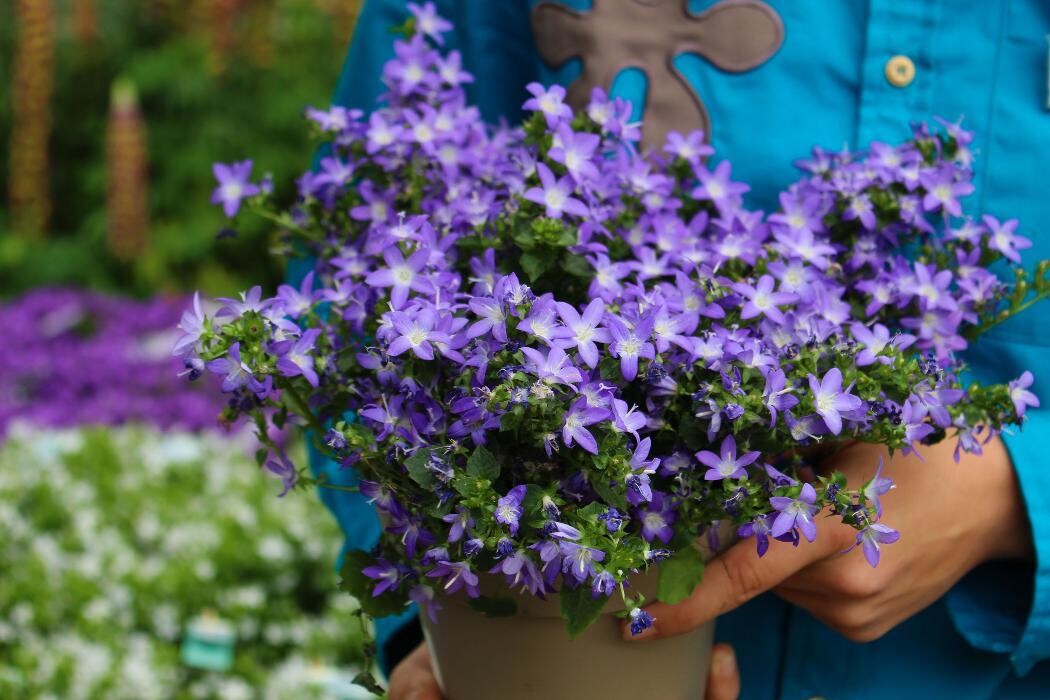 Foto's Intratuin Malden