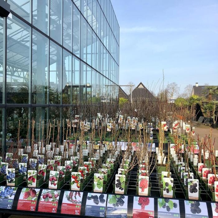 Foto's Intratuin Veghel