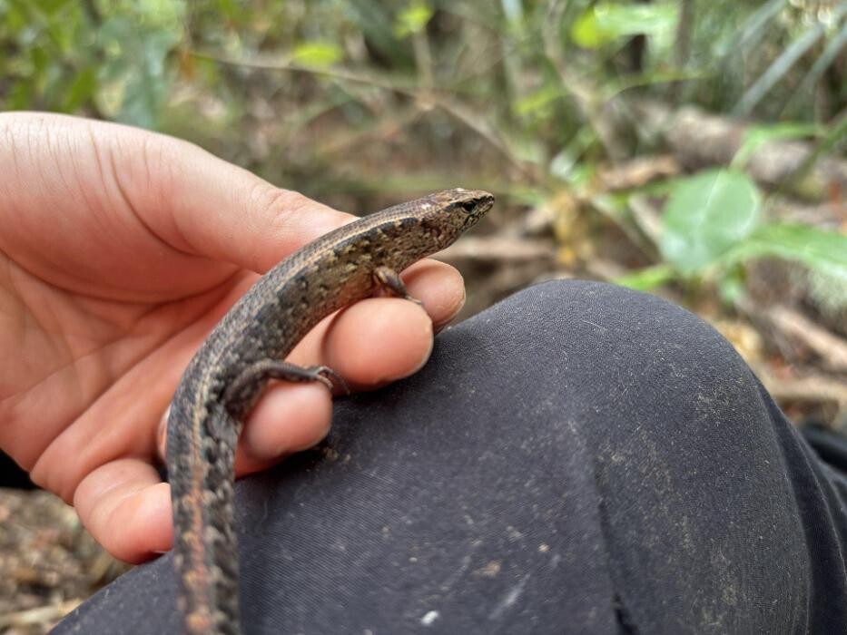 Images Morphum Environmental