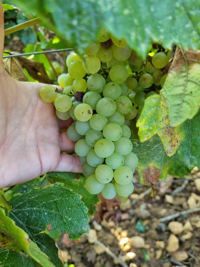 Images Value Wines NZ