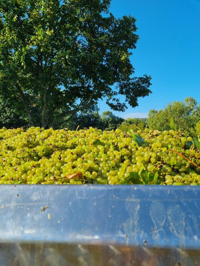 Images Value Wines NZ