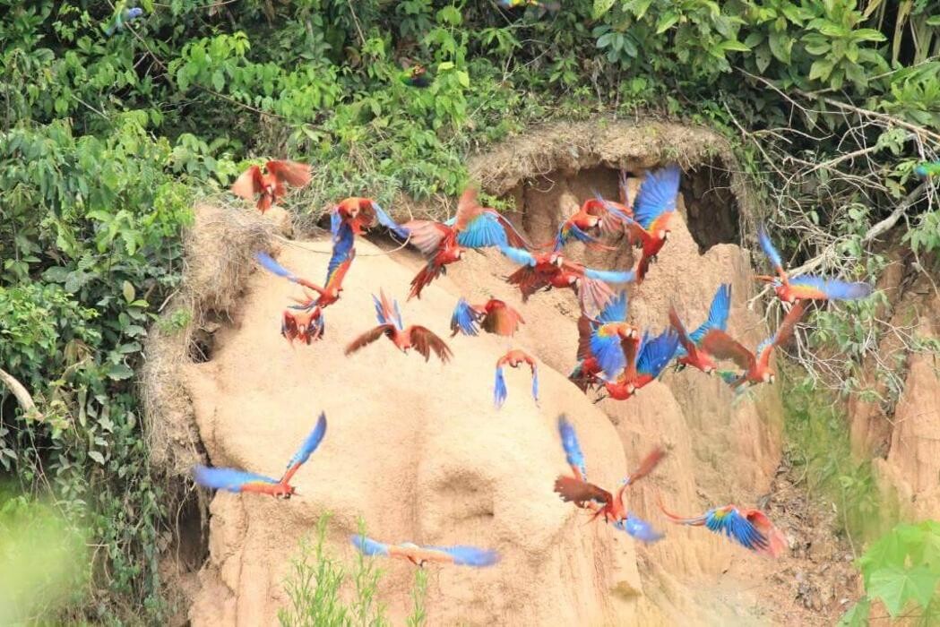 Images Peru Amazon tours Puerto Maldonado - Tambopoata