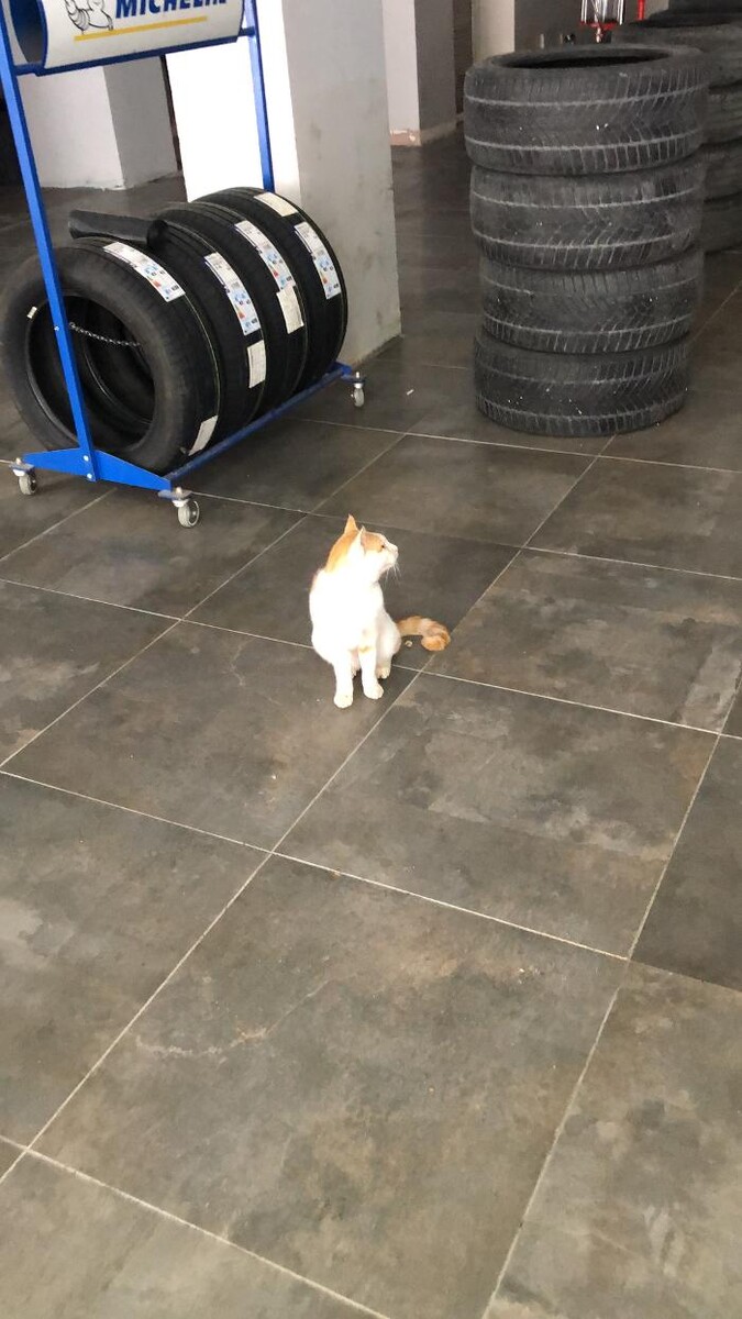 Images Michelin - Ahmet Timur Özmen Otomotiv Euromaster