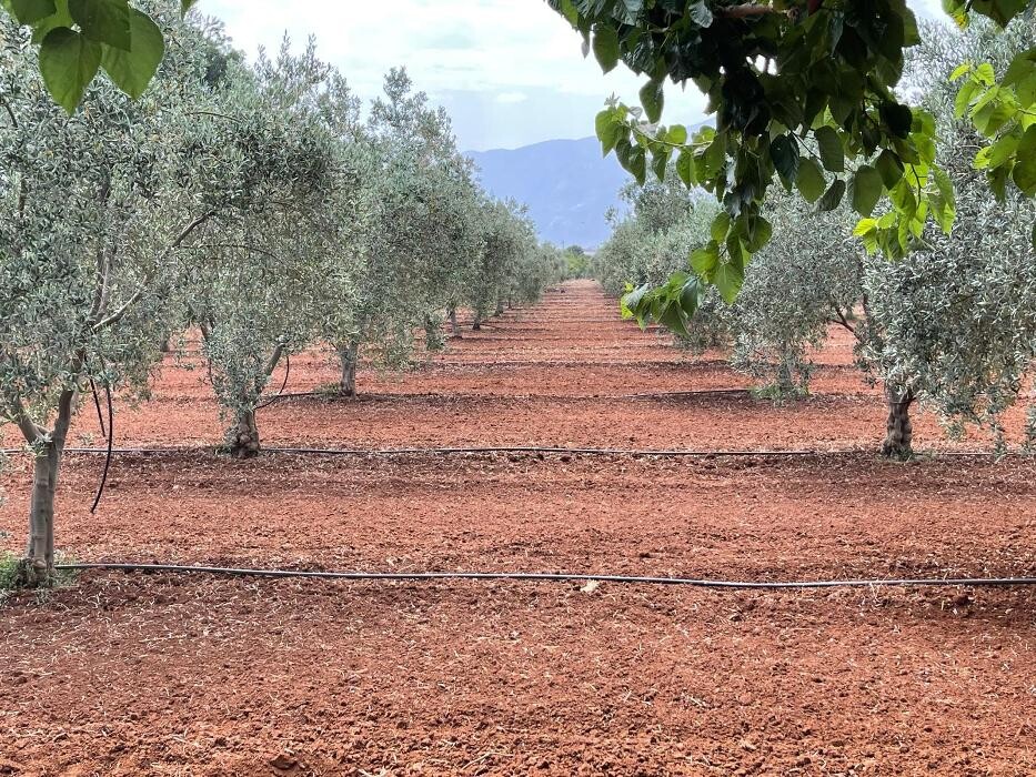 Images Ata Zeytincilik