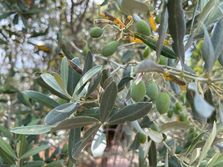 Images Ata Zeytincilik