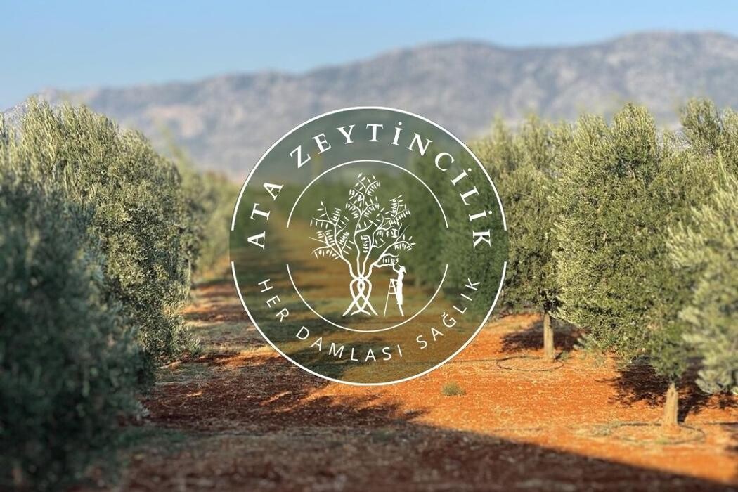 Images Ata Zeytincilik