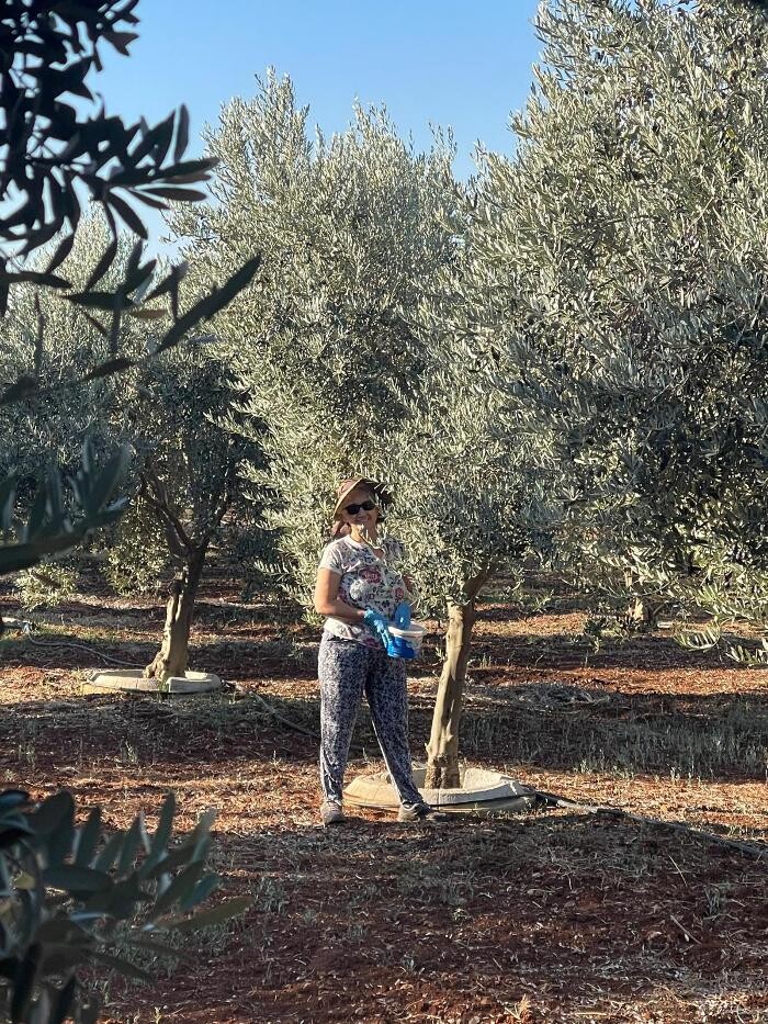 Images Ata Zeytincilik