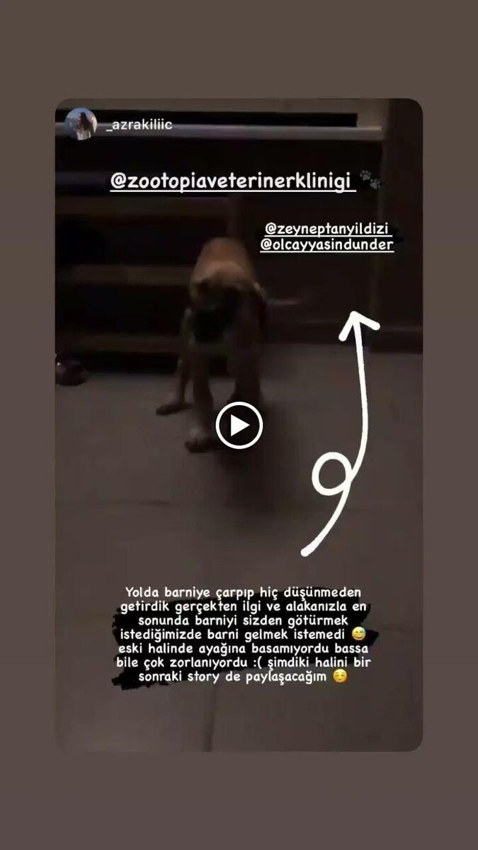 Images Zootopia Veteriner Kliniği