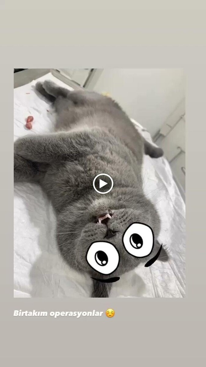 Images Zootopia Veteriner Kliniği