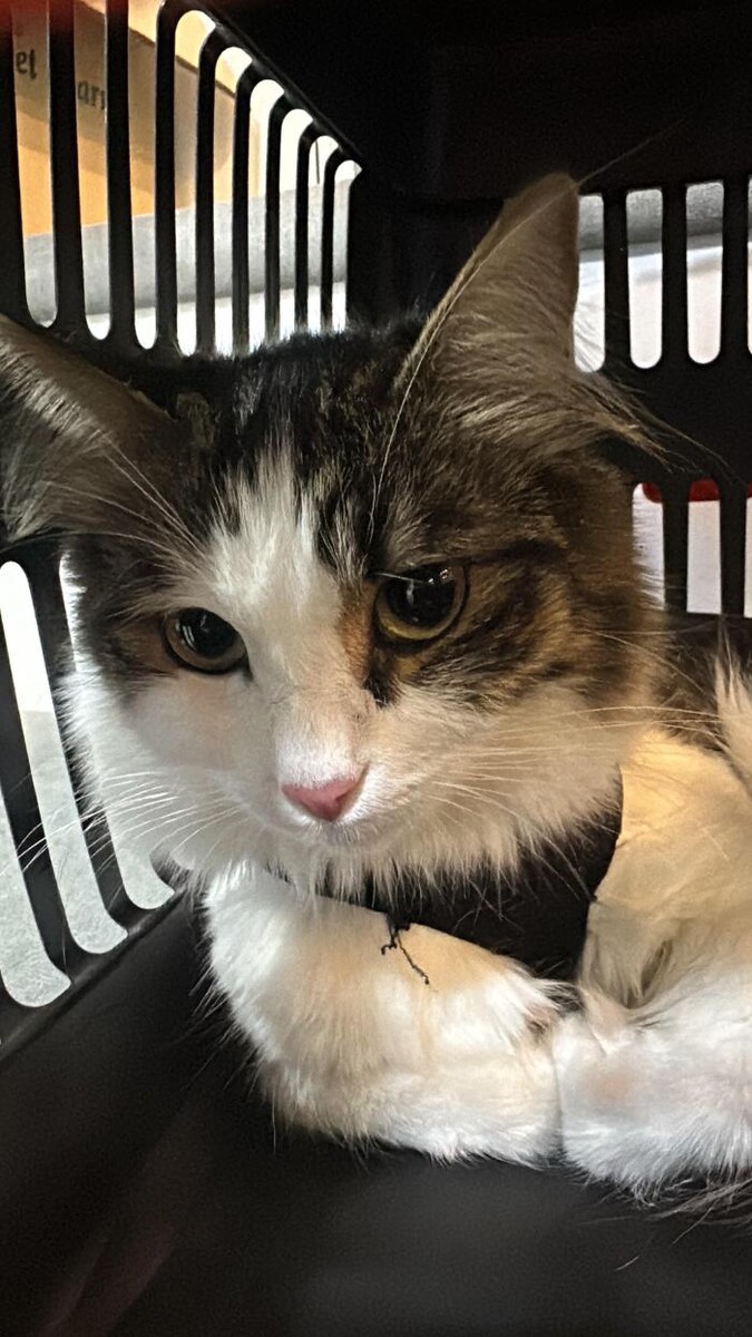 Images Zootopia Veteriner Kliniği