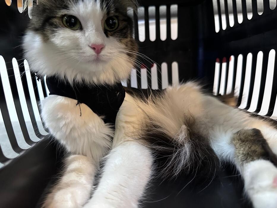 Images Zootopia Veteriner Kliniği