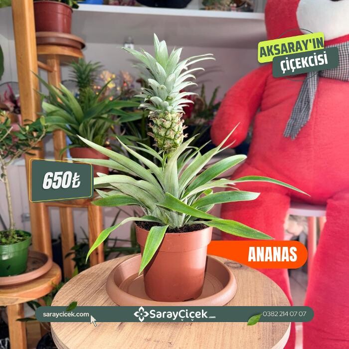 Images Saray Çiçek | Aksaray Çiçekci | Organizasyon