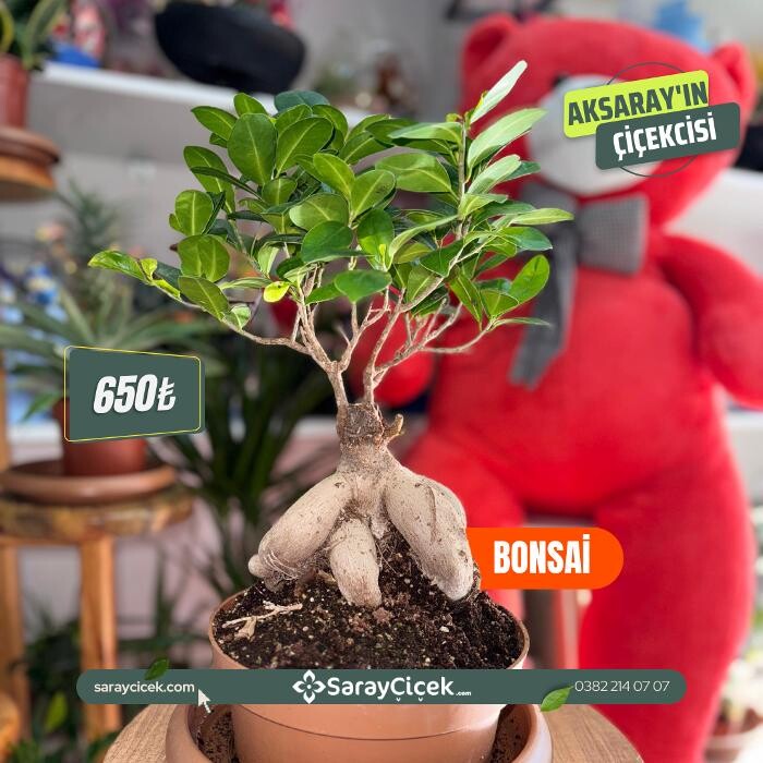 Images Saray Çiçek | Aksaray Çiçekci | Organizasyon