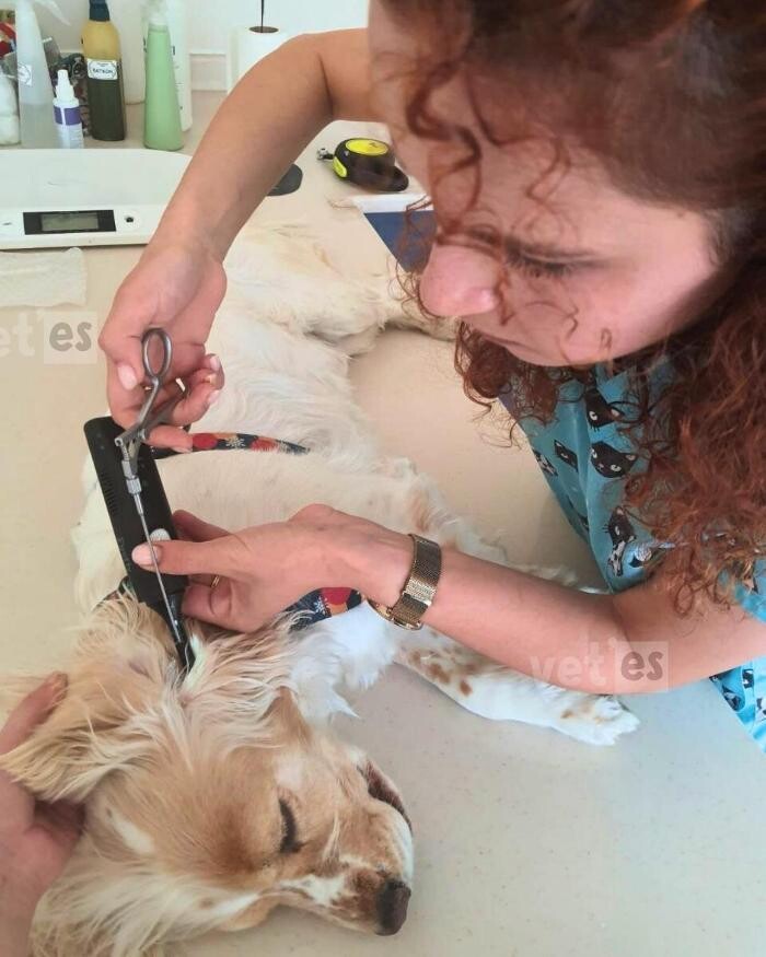 Images Vetes Veteriner Kliniği