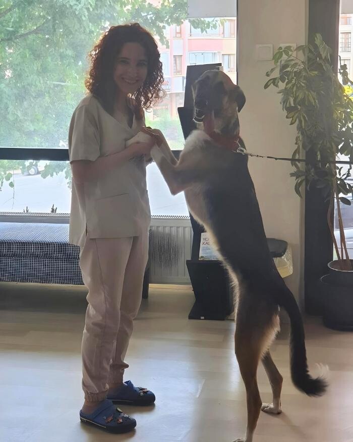 Images Vetes Veteriner Kliniği