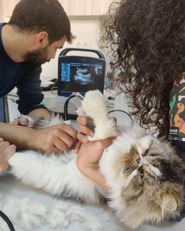 Images Vetes Veteriner Kliniği